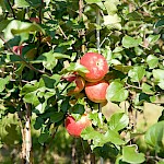 Fischer Baumschulen Unser Sortiment Apfelbaum Malus
