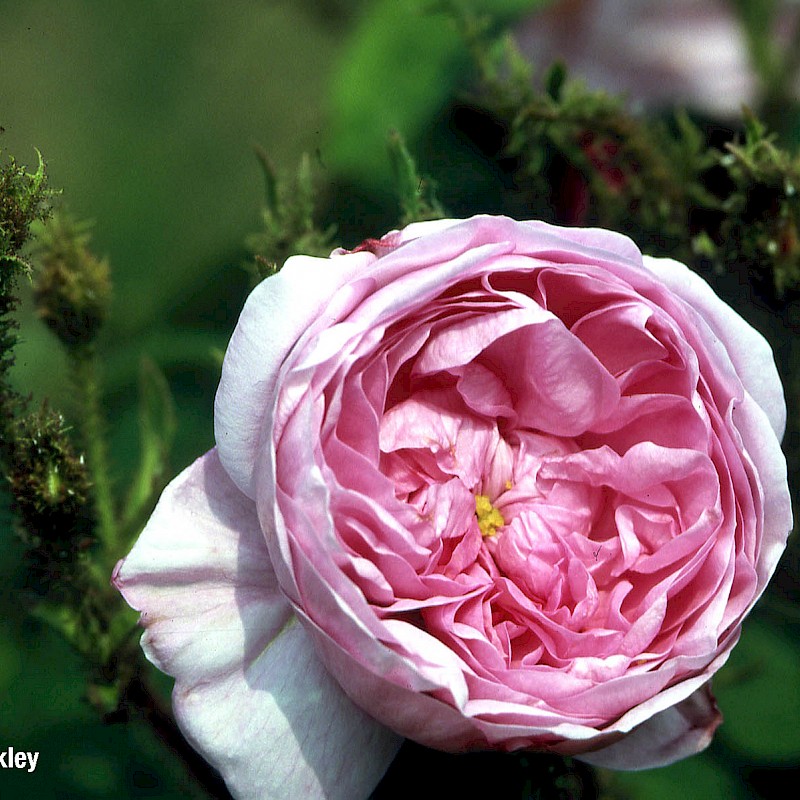 Fischer Baumschulen Pflanzenwelten Sortiment Rosa centifolia 'Muscosa'