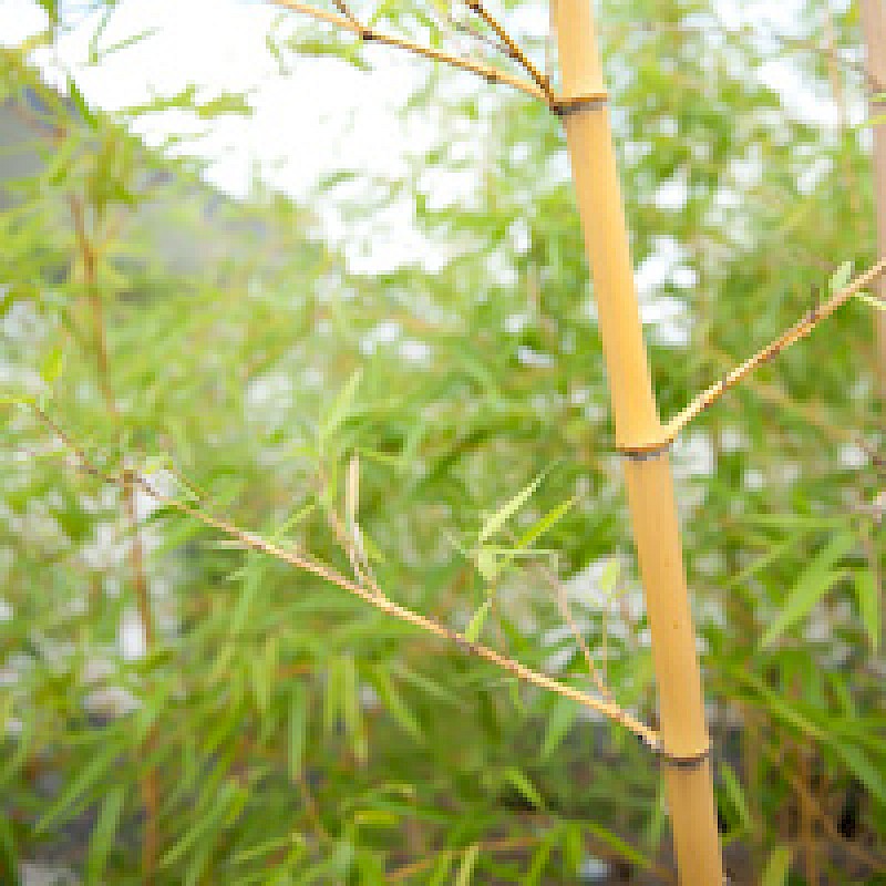 Fischer Baumschulen Pflanzenwelten Sortiment Bambus