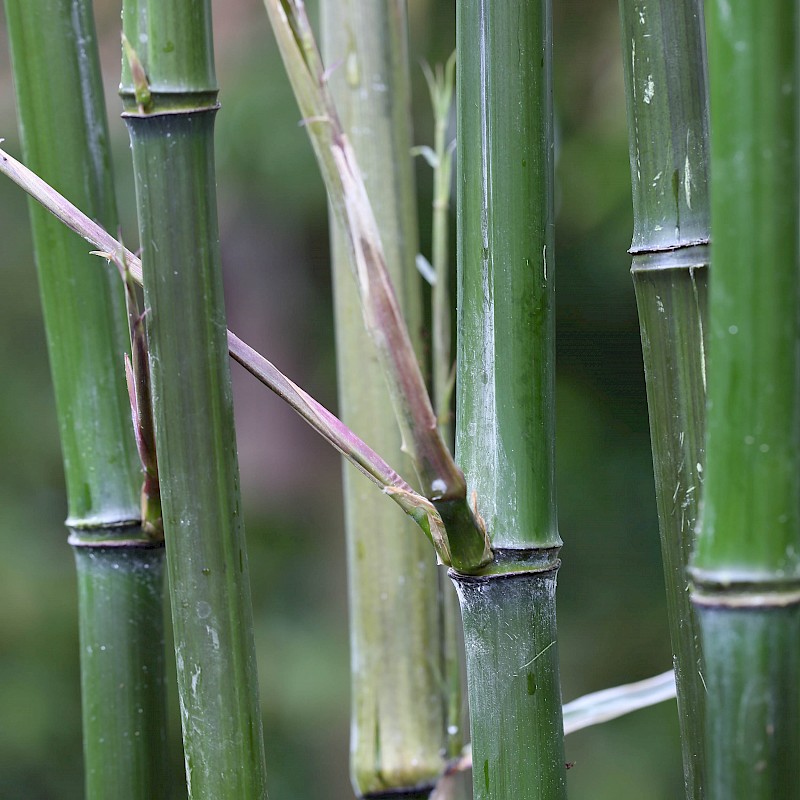 Fischer Pflanzenwelten Sortiment Bambus & Gräser